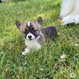 Samson - Sable male Pembroke Welsh Corgi puppy in Morton, Mississippi from Southern Magnolia Corgis