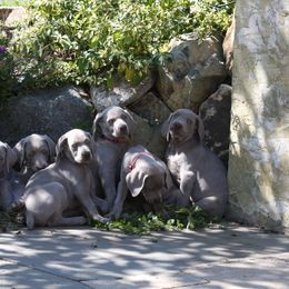 Weimaraner Puppies from Simpatico