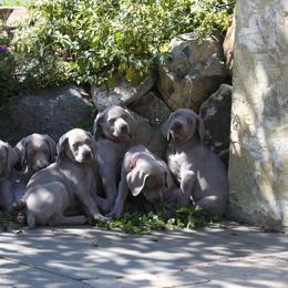Weimaraner Puppies from Simpatico