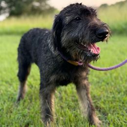 Lucy - Pepper and salt female Giant Schnauzer puppy in Goodrich, Texas from Silver Creek Giant Schnauzers