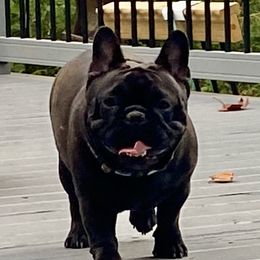 Chickie - French Bulldog