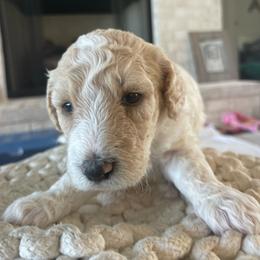 Nala - Parti female Goldendoodle puppy in Fairhope, Alabama from Farihope Family