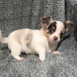 Stuart - White male Chihuahua puppy in Seneca, Missouri from Stephanie’s Puppy Colony