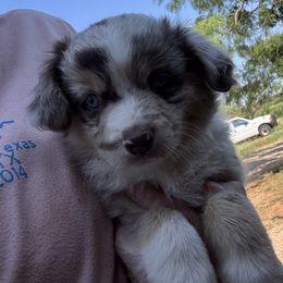 Miniature Australian Shepherd Puppies from Mini Aussies In Texas