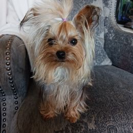 Stella - Yorkshire Terrier