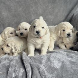 Boy pick 5 - Light golden male Golden Retriever puppy in Waterford, Pennsylvania from Living on Faiths Golden Retrievers