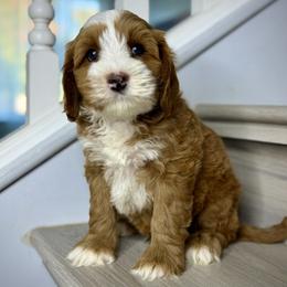 Red - Red male Australian Labradoodle puppy in Antelope, California from Adorable Labradoodle