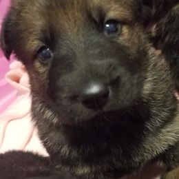 German Shepherd Puppies from Spruce Valley German Shepherds