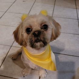 Honei  - Shih Tzu