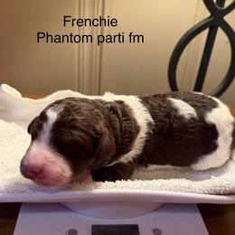 Frenchie - Parti female Poodle puppy in Washington, Pennsylvania from Patriotic Poodles