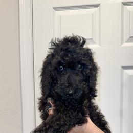 Purple - Black female Goldendoodle puppy in Cape Coral, Florida from Magnolia Doodles co.