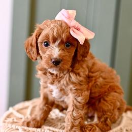 Summer - Red female Cavapoo puppy in Tucson, Arizona from Sun Valley Goldendoodles