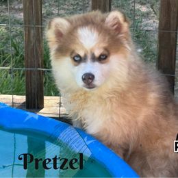 Pretzel - Blue male Pomsky puppy in Eastman, Georgia from Once Upon A Pomsky