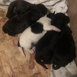 Yorkipoo puppies from Blais Mountain Farm