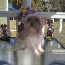 Biewer Terriers, Maltese, Maltipoos, Morkies, Poodles, and Yorkshire Terriers from The Puppy Palace