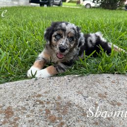 Shamsia - Blue merle female Miniature Australian Shepherd puppy in Corpus Christi, Texas from Elite Miniature Australian Shepherds