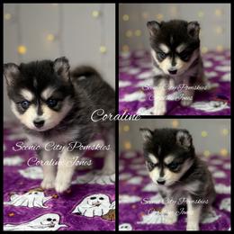 Coraline - Black and white female Pomsky puppy in Rossville, Georgia from Scenic City Pomskies