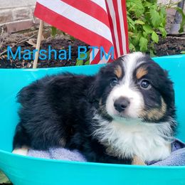 Marshal - Black tri Miniature Australian Shepherd puppy in Galesburg, Illinois from Blessed Knights Mini Aussies
