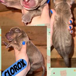 Clorox - Chocolate male Great Dane puppy in Wellsville, New York from Prophecy Danes