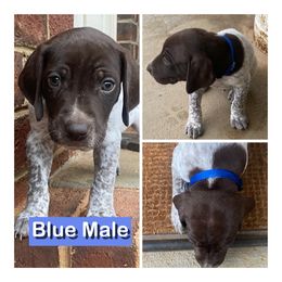 German Shorthaired Pointer Puppies from Harts Hill Kennel