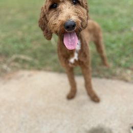 Ellie - Goldendoodle