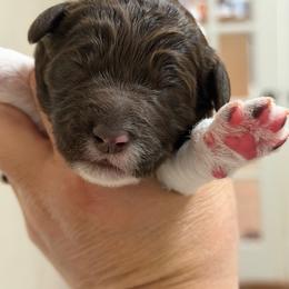 Hot pink collar - Parti female Labradoodle puppy in Manor, Texas from The Lovadoodles of Texas