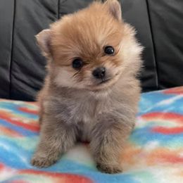 Pomeranians from Ashlyn’s Pomeranians