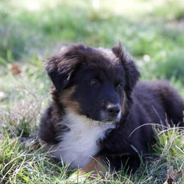 Hunter - Black tri male Miniature American Shepherd puppy in Stephenville, Texas from Diamond H Aussies