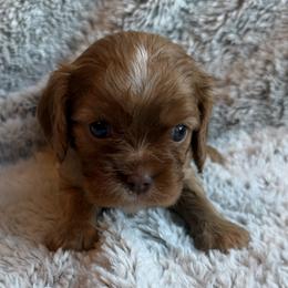 Jasper (Green) - Ruby male Cavalier King Charles Spaniel puppy in Auburn, Washington from Enchanted Cavaliers