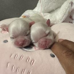 The twins - White male Shih Tzu puppy in Detroit, Michigan from Friends4everkennel LLC