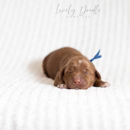 Blue Collar Boy - Red male Australian Labradoodle puppy in Thousand Oaks, California from Lovely Doodle Lane