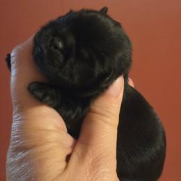 Wednesday - Black female Shih Tzu puppy in Waynesboro, Pennsylvania from Big Win Shih Tzus