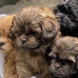 Shihpoos from Apollo's Pack