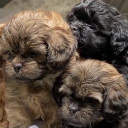 Shihpoos from Apollo's Pack