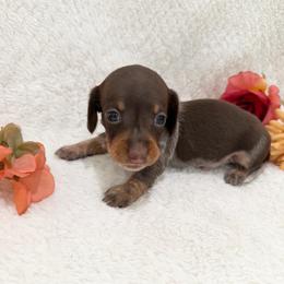 JJ - Piebald male Dachshund puppy in Palestine, Texas from Oak tree Dachshunds