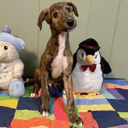 Boy 3 - Dark Red Brindle with White - Red brindle and white male Greyhound puppy in Steamboat Rock, Iowa from River Valley Canines