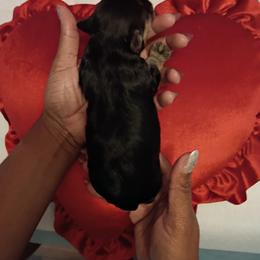 Boy 1 - Black and gold male Shorkie puppy in Boca Raton, Florida from Tina-Marie's Pups