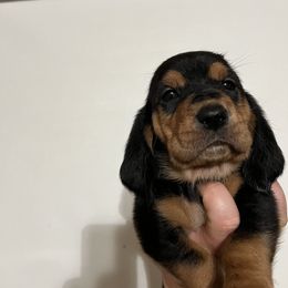 Light Pink Collar Girl - Basset Hound puppy in Saint Clair, Michigan from Gregg Hounds