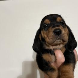 Light Pink Collar Girl - Basset Hound puppy in Saint Clair, Michigan from Gregg Hounds