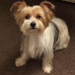 Luna - Yorkshire Terrier