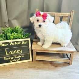 Maltese, Maltipoo, Poodle, and Yorkshire Terrier Puppies from Paw Perfect Pets