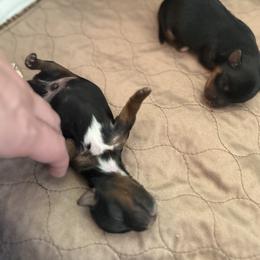 Yorkshire Terrier Puppies from Roleez Yorkies