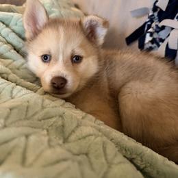 Pomsky Puppies from White Horse Pomsky's