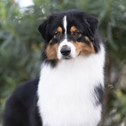 Risk - Australian Shepherd