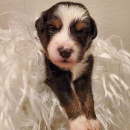 Boy 3 - Miniature Australian Shepherd puppy in Roseville, California from Golden State Mini Aussies