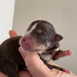 Dolly - Chocolate female Pomsky puppy in Cottrellville, Michigan from My Half Pint Pups