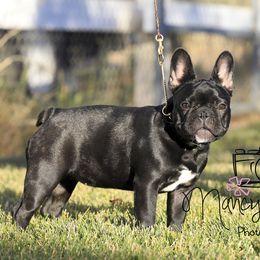 Maggie - French Bulldog puppy from Nancy Smith Woodcrest Frenchies