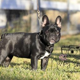 Maggie - French Bulldog puppy from Nancy Smith Woodcrest Frenchies