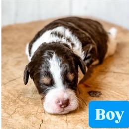 Boy 1 - Red tri-color male Aussiedoodle puppy in Arlington, Washington from Doodle Love Laugh