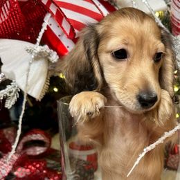 Boy 4 - Cream Dachshund puppy in Murfreesboro, Tennessee from Kimbrie's Dream Cream Doxies